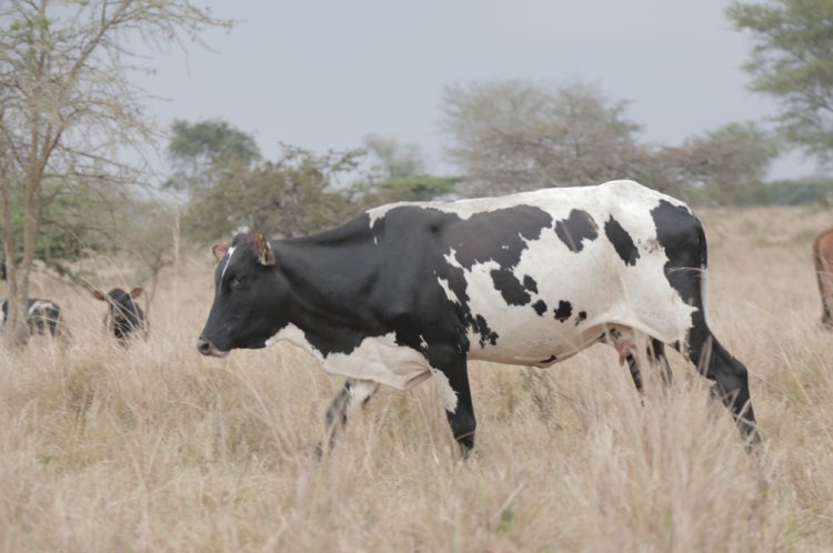 Rwanda: free livestock vaccination aids control of rift valley fever in Nyagatare