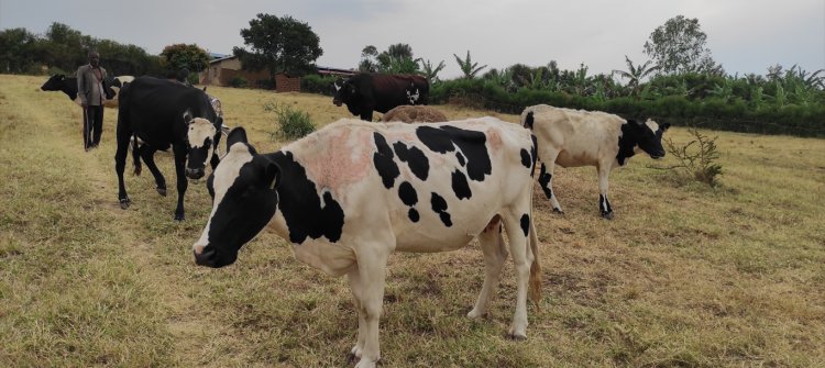 Livestock insurance Keeping Livestock Farmers Afloat in Rwanda after Rift Valley Fever