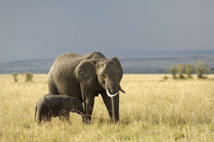 The longest gestation of African bush elephant contributes to their nearly disappearance  